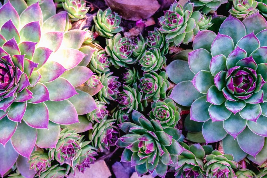 Piante Grasse Da Esterno Per Creare Aiuole Da Giardino Originali