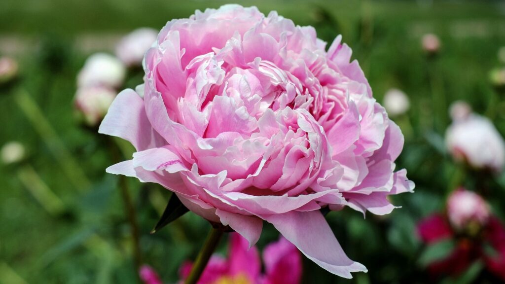 Peonia, colora di rosa la tua casa: ecco come coltivarla - Habitante