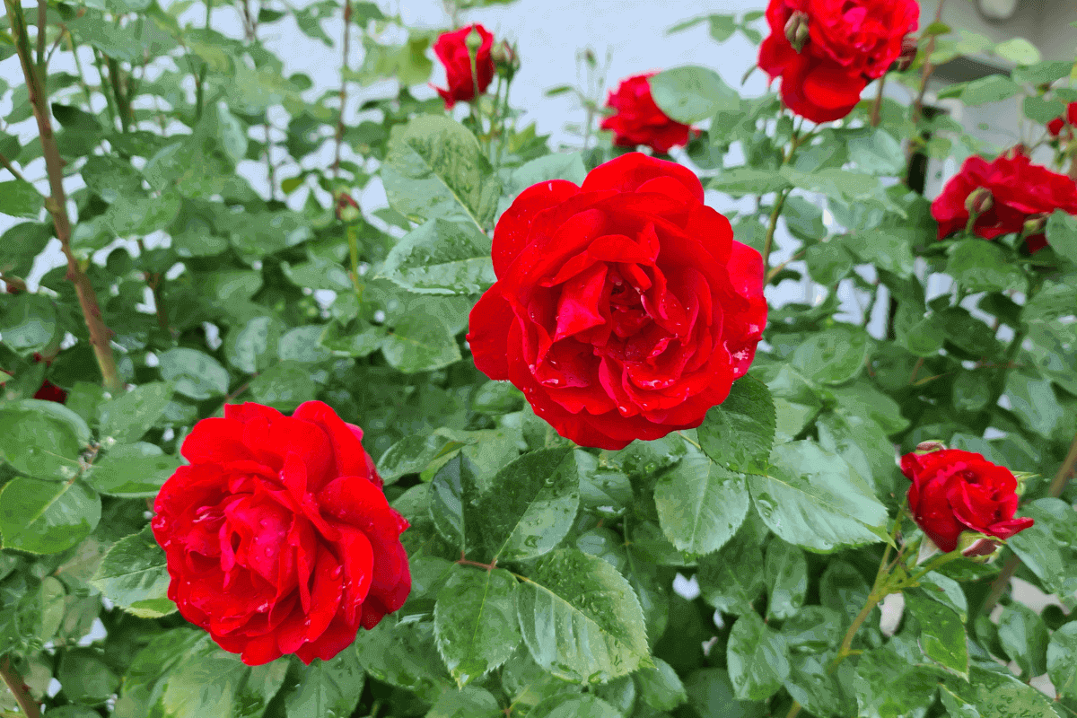 alberi foglie rosse