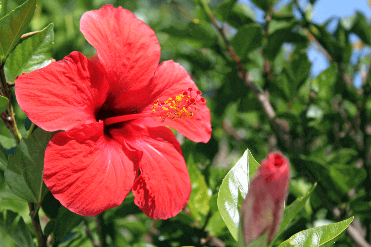 alberi foglie rosse