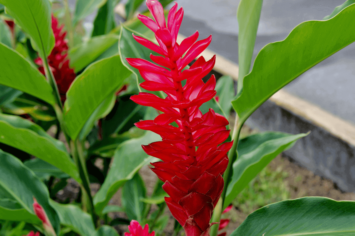 alberi foglie rosse