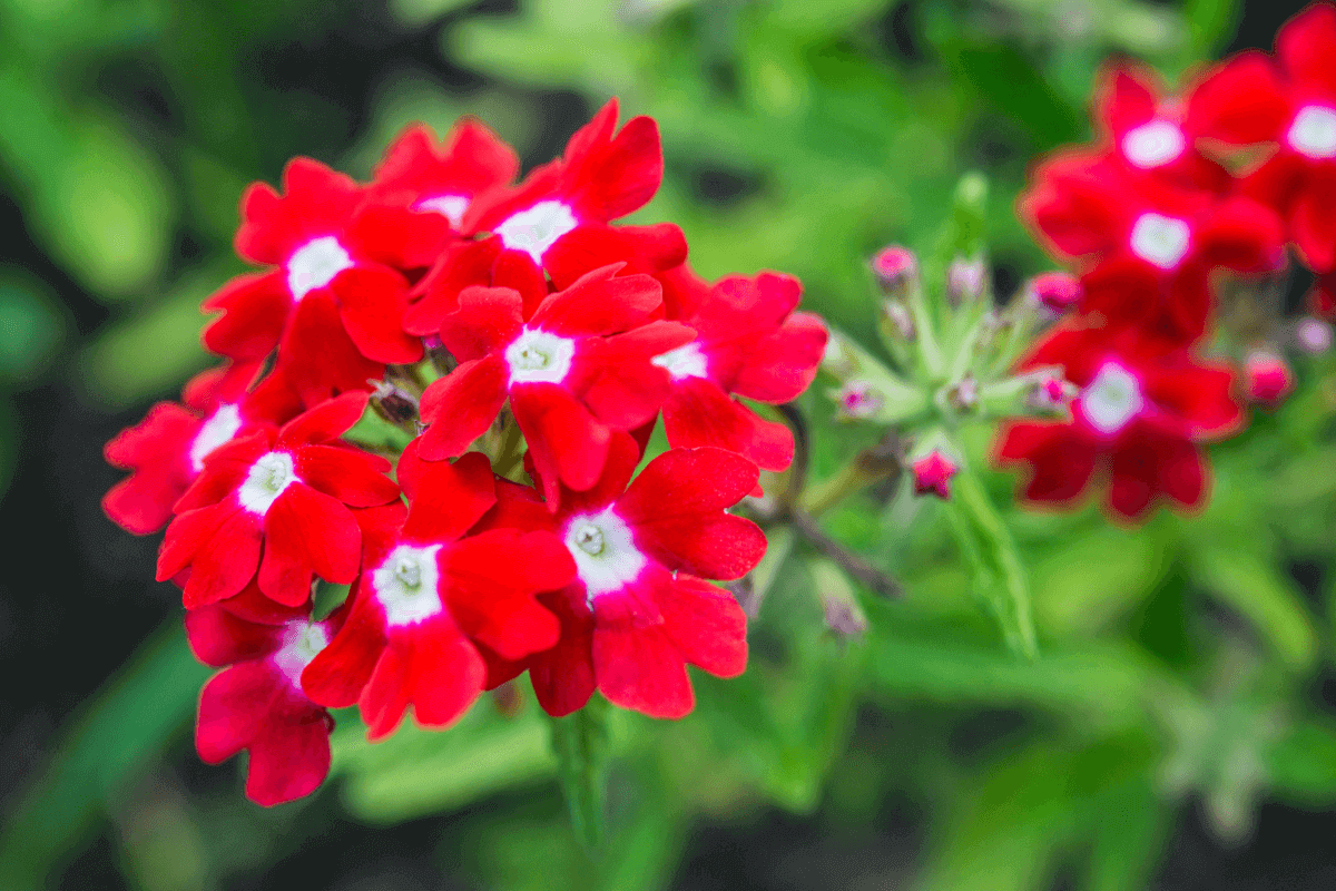 alberi foglie rosse