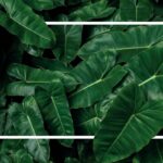 10 piante per la coltura idroponica|Dracena per la coltura idroponica|Aglaonema per la coltura idroponica|10 piante per la coltura idroponica|Clusia per la coltura idroponica|Hibiscus per la coltura idroponica|Calathea per la coltura idroponica|Filodendro per la coltura idroponica|Strelitzia per la coltura idroponica|Ficus Benjamin per la coltura idroponica