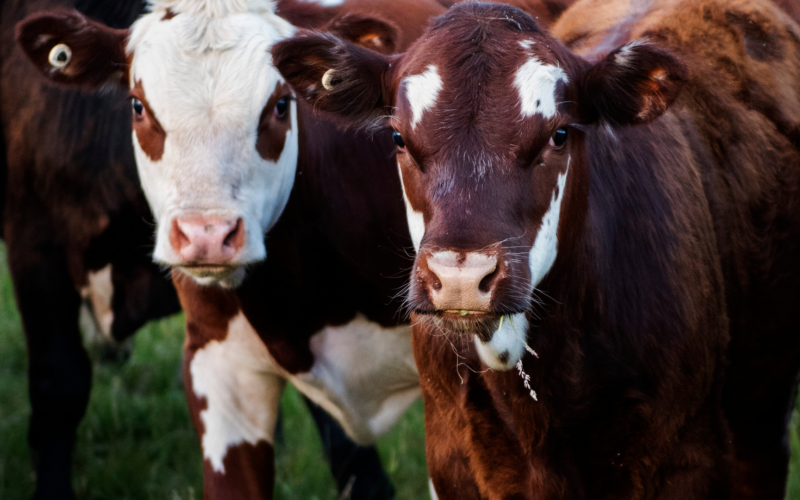 Ritorno alla terra: come aprire un'allevamento di bovini||