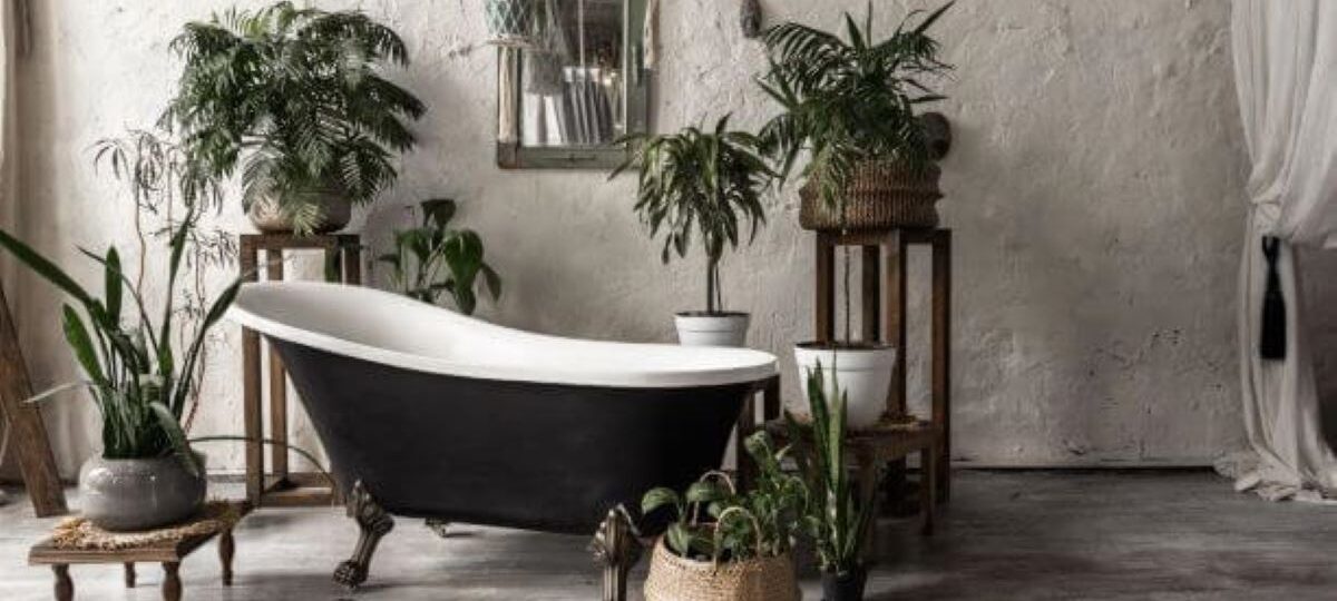 10 piante per arredare il bagno|10 piante per arredare il bagno|10 piante per arredare il bagno|10 piante per arredare il bagno|10 piante per arredare il bagno|10 piante per arredare il bagno||10 piante per arredare il bagno