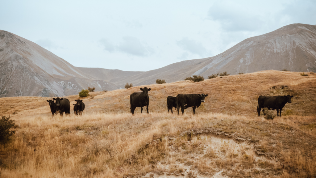 Ritorno alla terra: come aprire un'allevamento di bovini