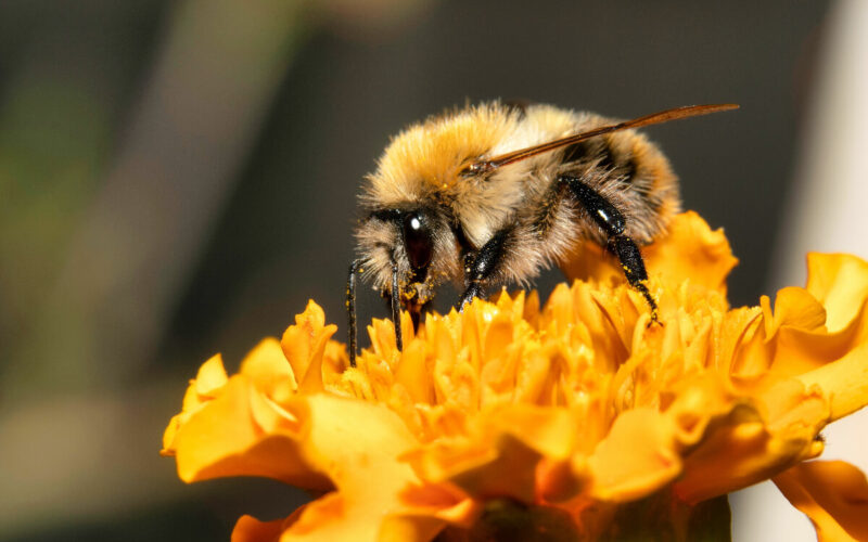 3Bee e la tutela della biodiversità tramite la tecnologia. Intervista a Nicolò Calandri