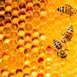 3Bee tecnologia per le api|3bee tecnologia per le api