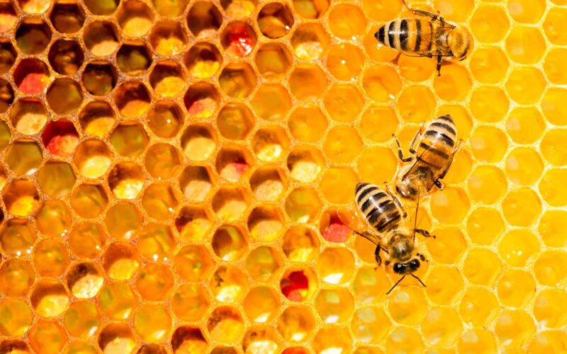 Le iniziative sostenibili nel mondo: 3Bee, tecnologia per le api