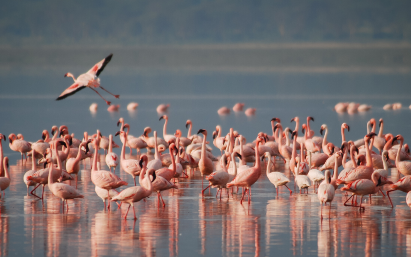 01%|Quante specie esistono sulla Terra? L'uomo rappresenta solo lo 0