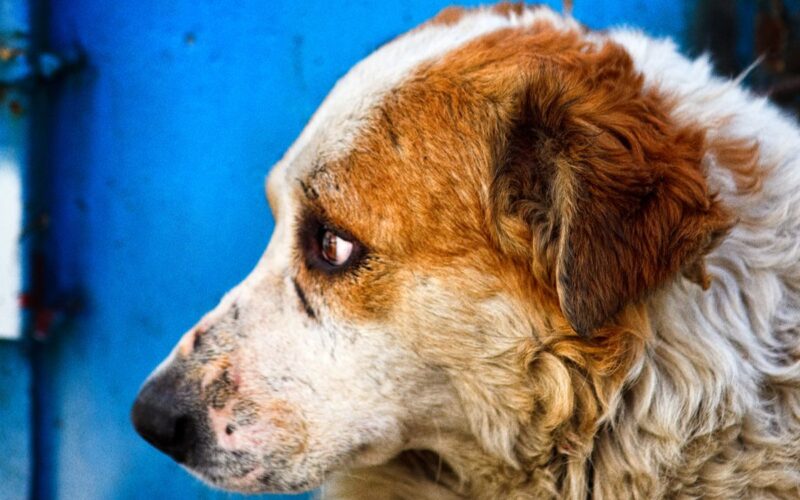 Abbandonati più di 100mila cani adottati durante la Pandemia