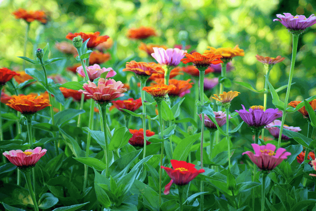 piccoli giardini da copiare