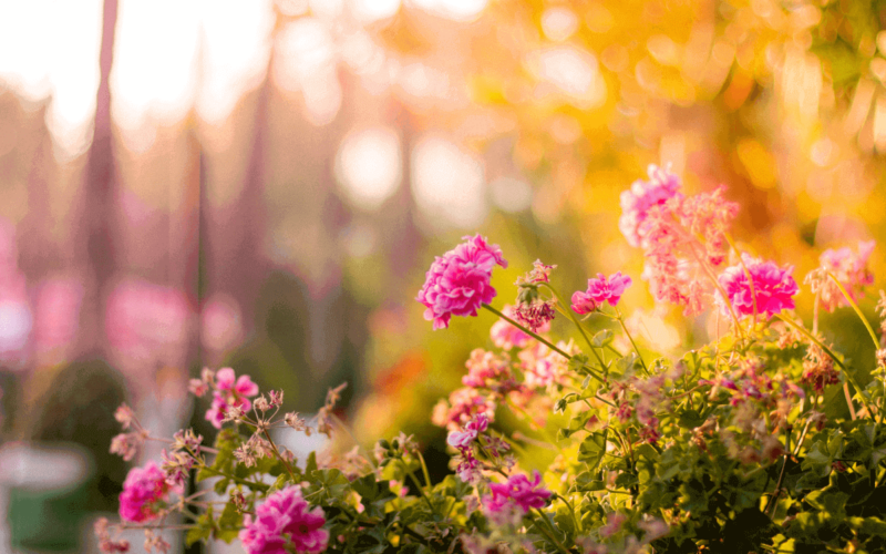 Idee da copiare per abbellire un giardino piccolo