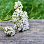 Achillea millefoglie|Achillea millefoglie