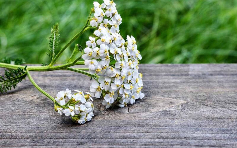 Achillea millefoglie|Achillea millefoglie