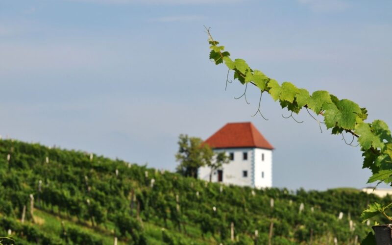 Acquistare casa tra i vigneti