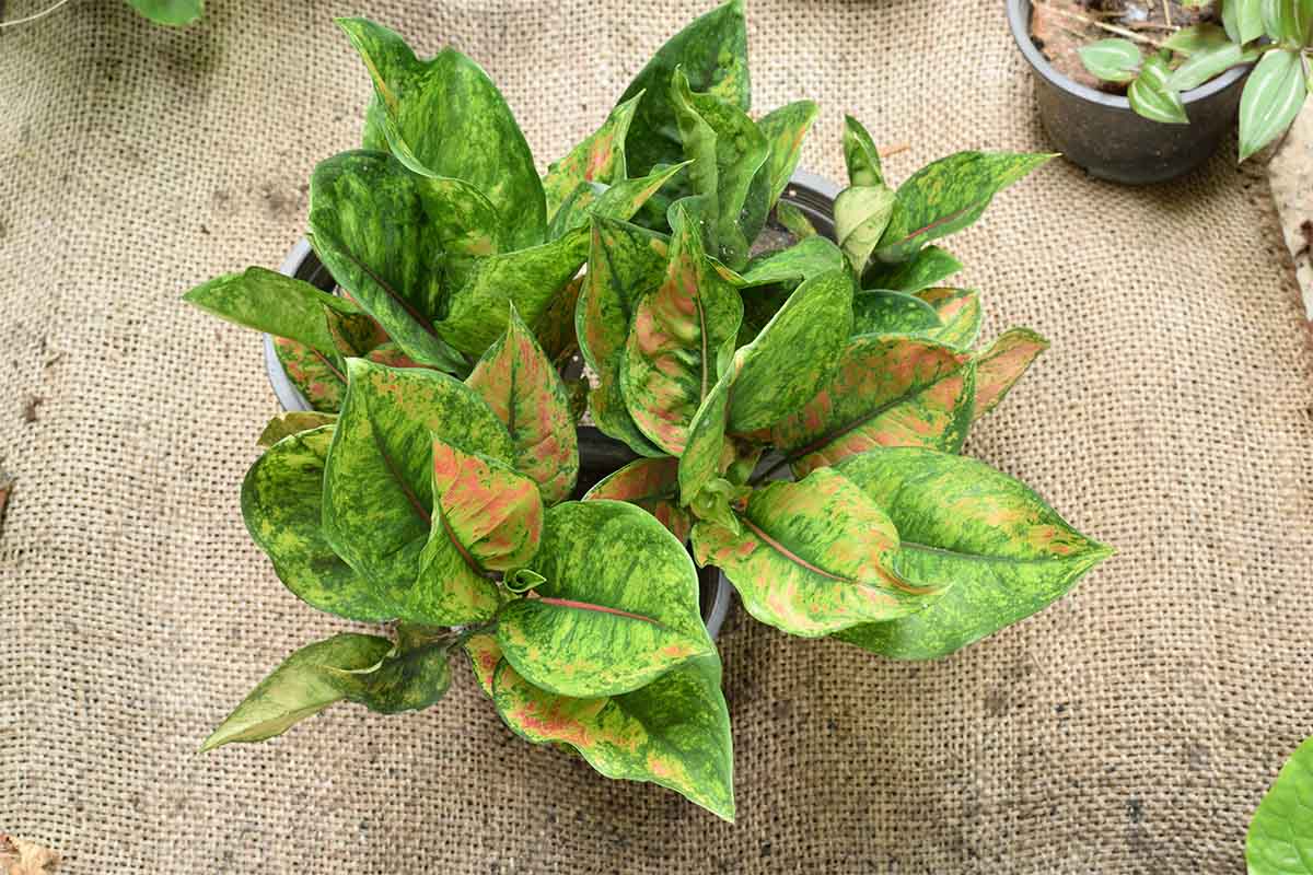 Aglaonema per la coltura idroponica