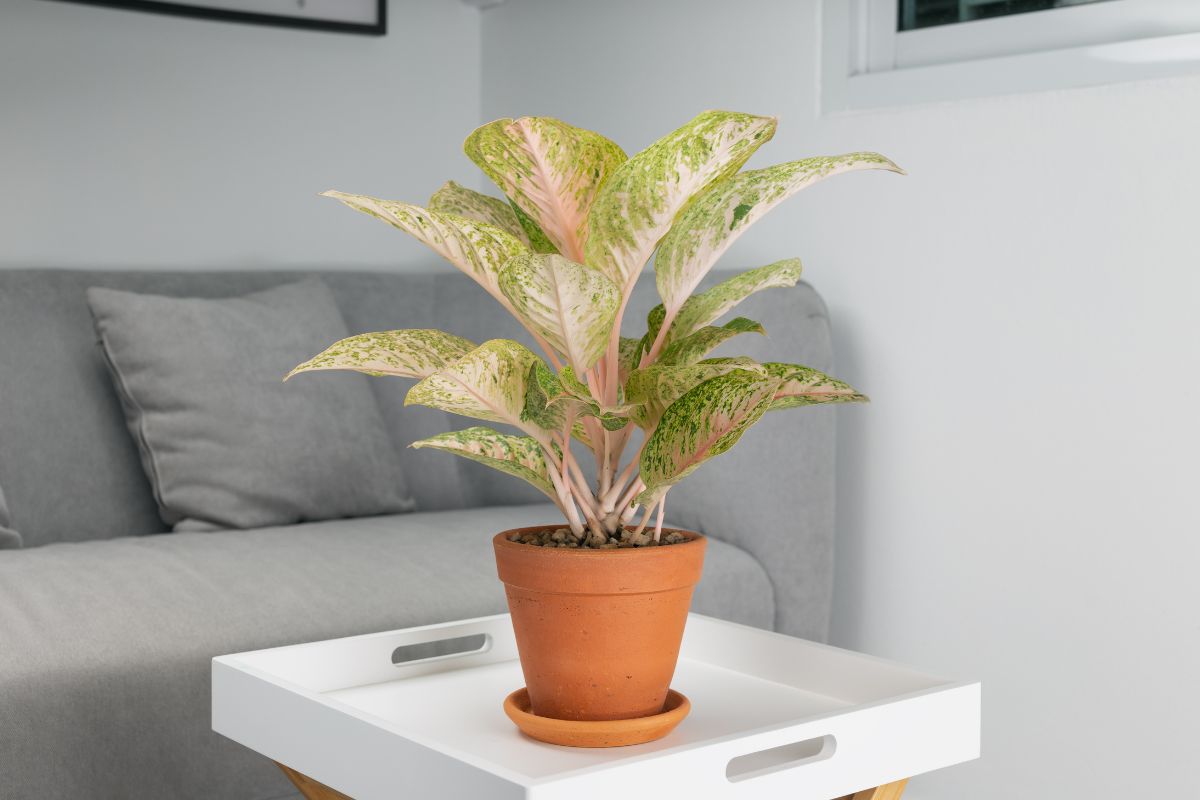 Aglaonema piante da tavolo