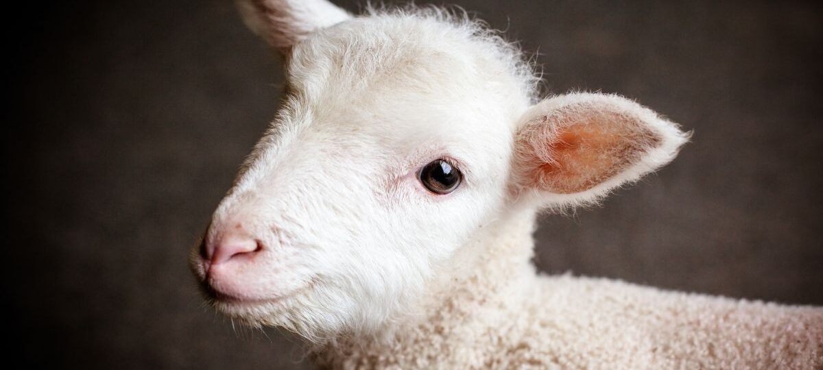 Agnello sulle Tavole di Pasqua e Pasquetta Quanto Ancora Dovremo Ignorare la Sofferenza|Agnello sulle Tavole di Pasqua e Pasquetta