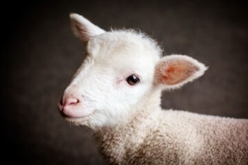 Nel pranzo di Pasqua e Pasquetta c’è ancora l’agnello: quanto ancora dovremo ignorare la sofferenza?