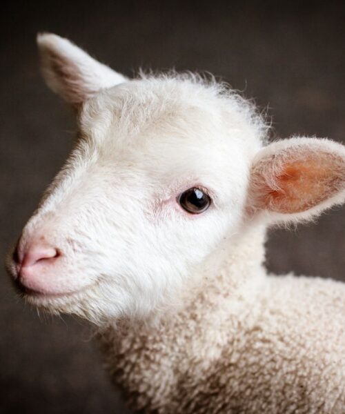 Nel pranzo di Pasqua e Pasquetta c’è ancora l’agnello: quanto ancora dovremo ignorare la sofferenza?