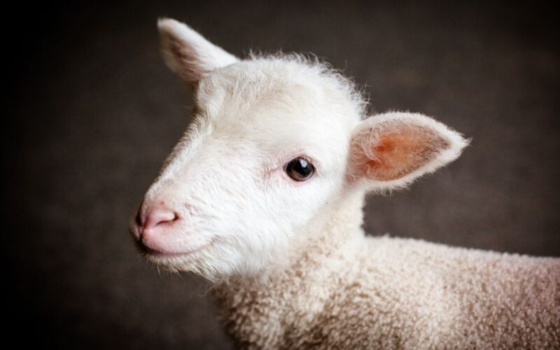 Nel pranzo di Pasqua e Pasquetta c’è ancora l’agnello: quanto ancora dovremo ignorare la sofferenza?