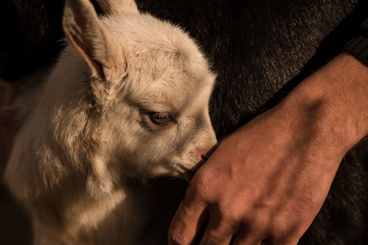 Agnello sulle Tavole di Pasqua e Pasquetta