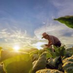 Agricoltura sostenibile in Sicilia con il progetto Grow Your Future|Agricoltura sostenibile in Sicilia con il progetto Grow Your Future