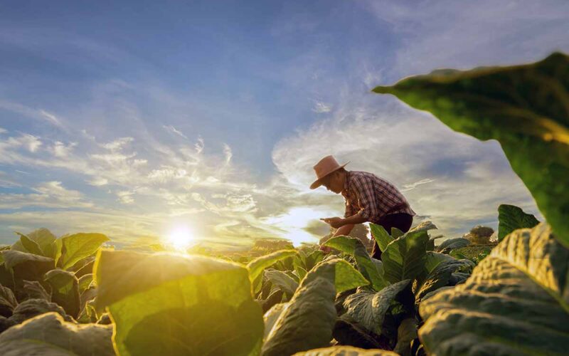 Agricoltura sostenibile in Sicilia con il progetto Grow Your Future|Agricoltura sostenibile in Sicilia con il progetto Grow Your Future