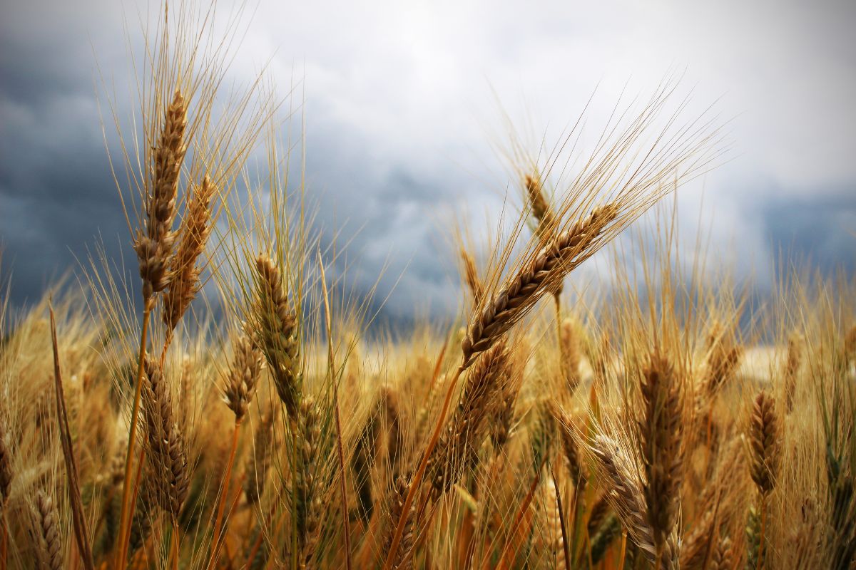 Alla scoperta di Jelsi il paese del grano