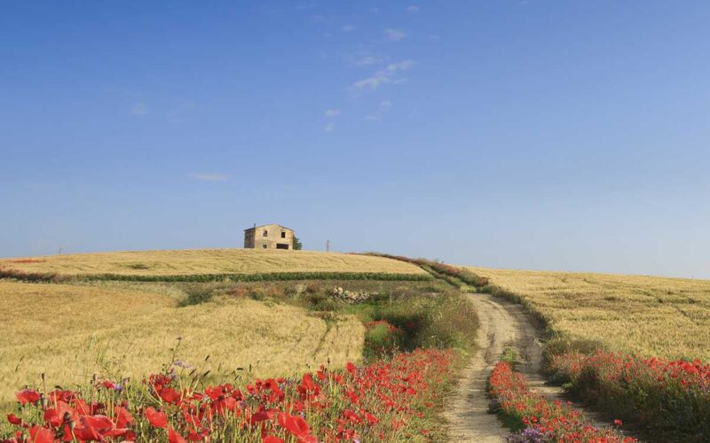 Ampliare una fattoria in maniera moderna e armoniosa con l’ambiente circostante