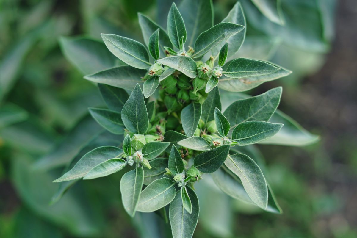 Ashwagandha, il ginseng indiano