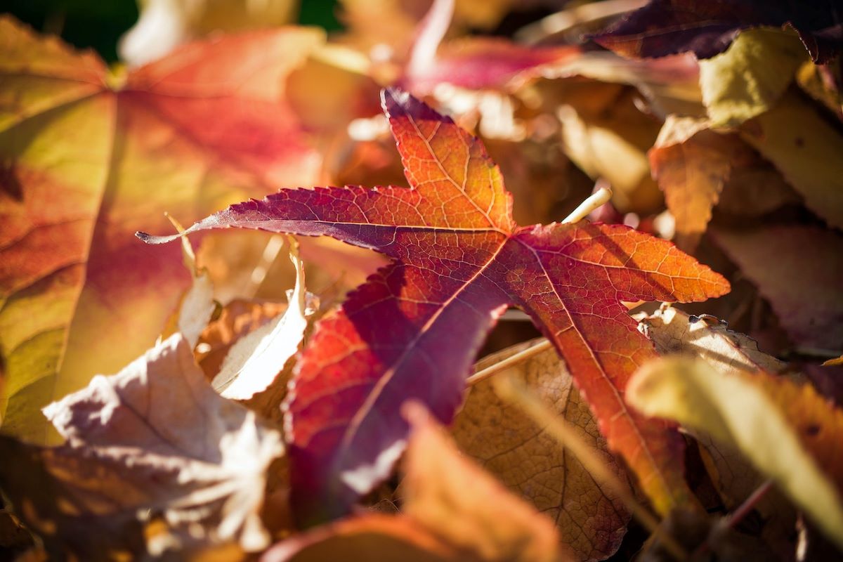 Autunno e castagne