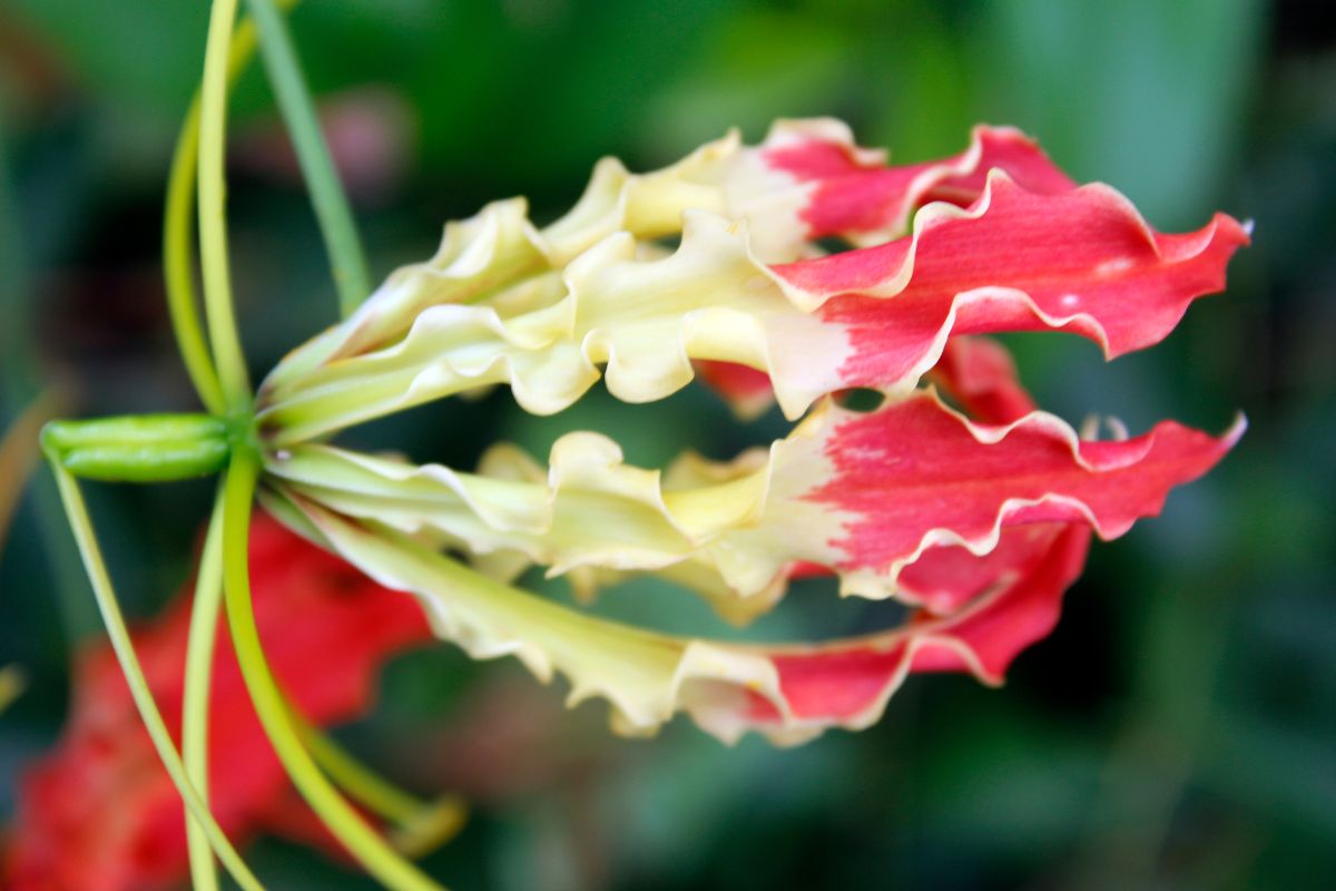 Balcone Fiorito Gloriosa