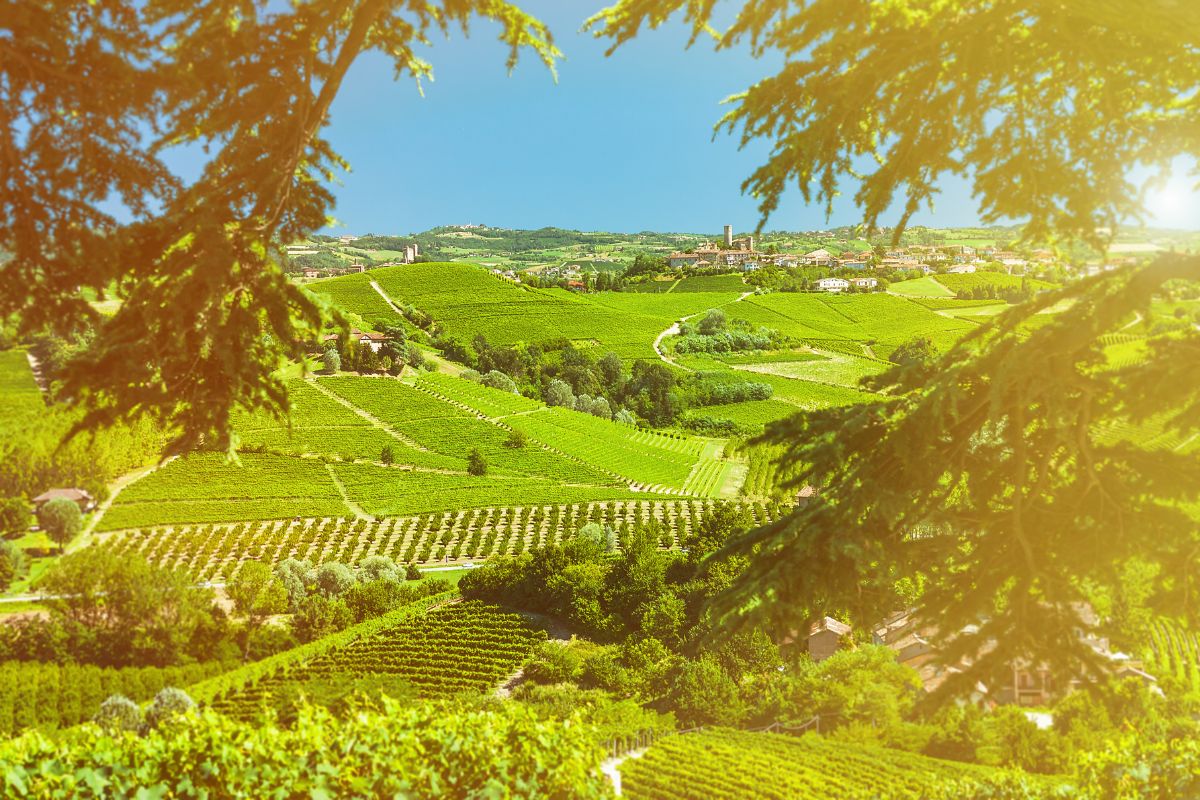 Barolo vino Piemonte cantine