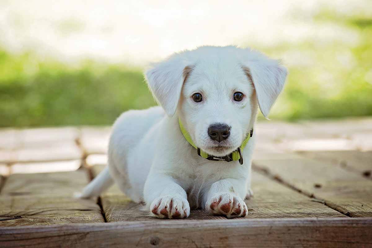 Bonus Animali Domestici