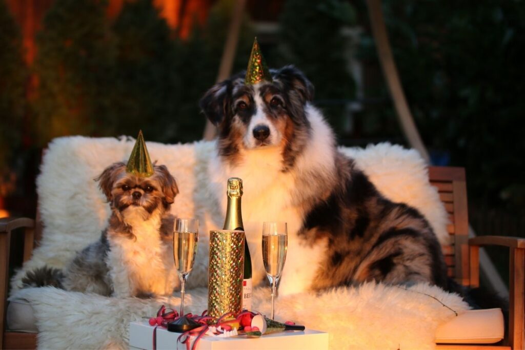 come aiutare cani e gatti a capodanno