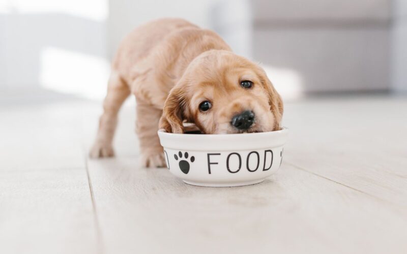 Guida Completa ai Cibi per Cani: Cosa Possono e Non Possono Mangiare