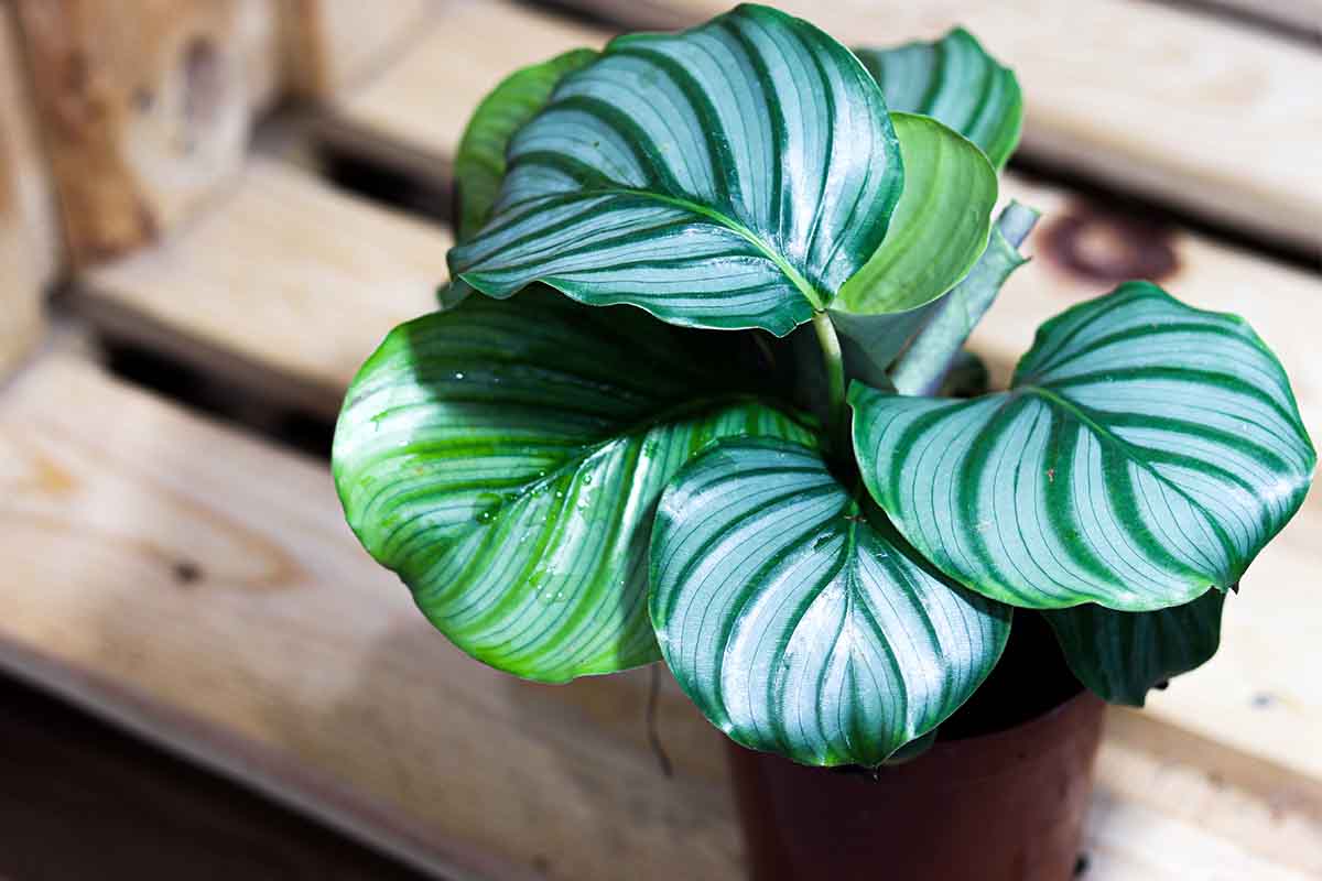 Calathea per la coltura idroponica