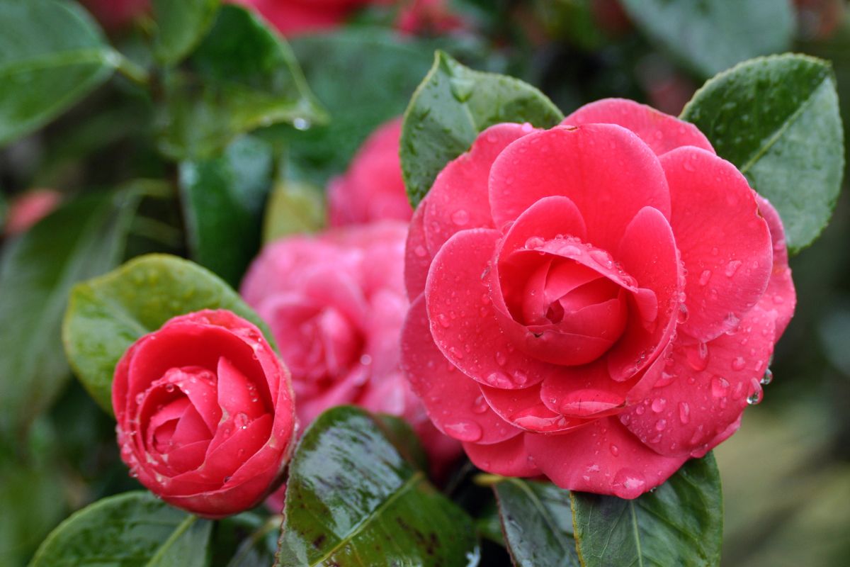 Camelia - piante sempreverdi da terrazzo