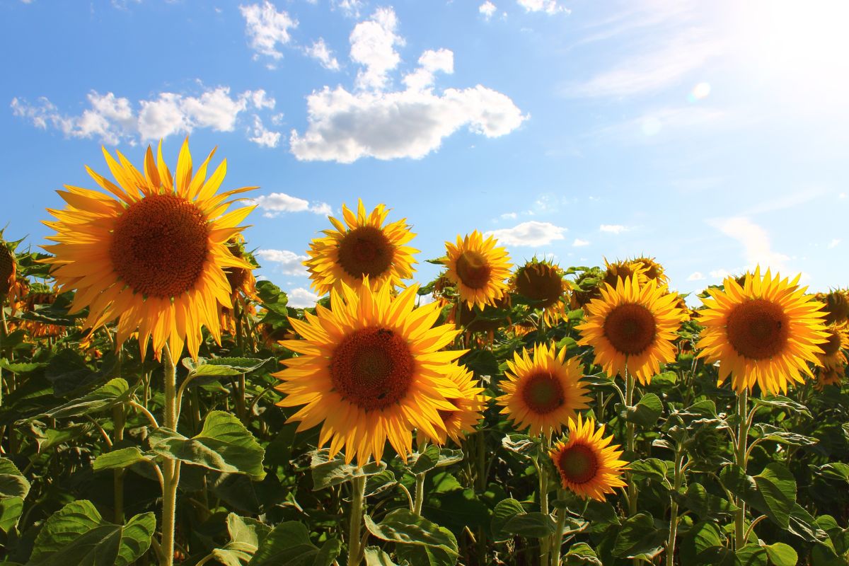 Campi di girasoli in Italia 2024