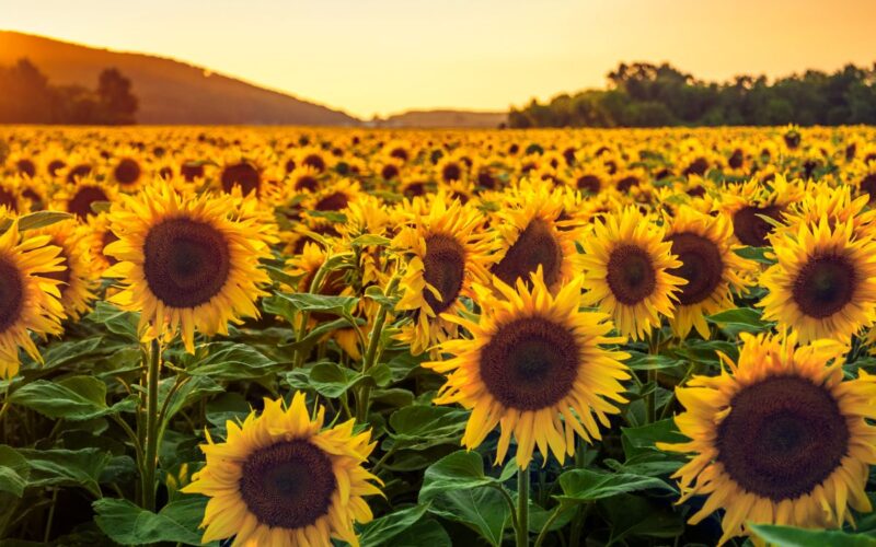 Campi di girasoli in Italia dove ammirare i più belli nel 2024||Campi di girasoli in Italia umbria|