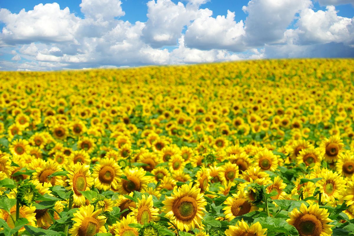 Campi di girasoli in Italia toscana