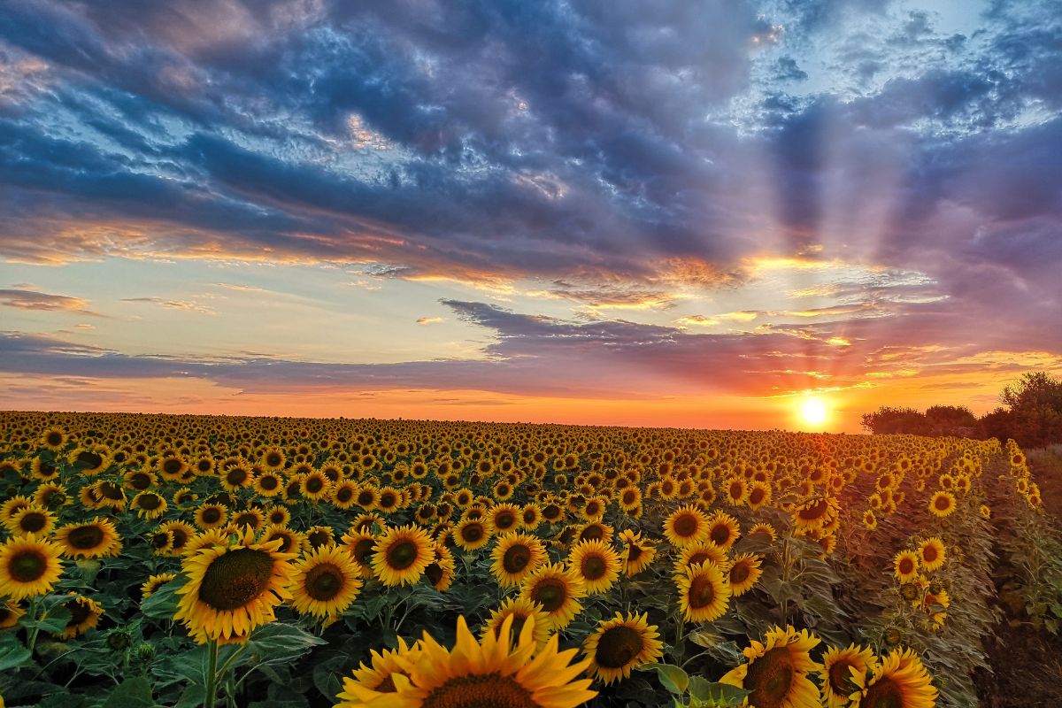 Campi di girasoli in Italia umbria