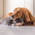 Cane e gatto insieme|Cane e gatto insieme|marche crocchette per cani 2024