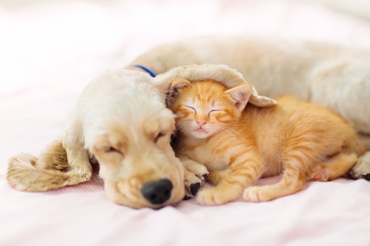 Cane e gatto insieme