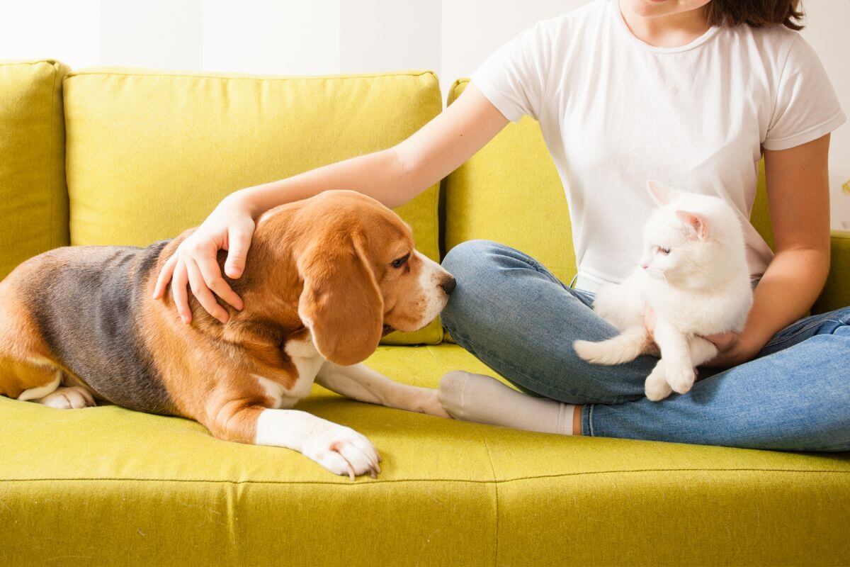 Cane e gatto insieme