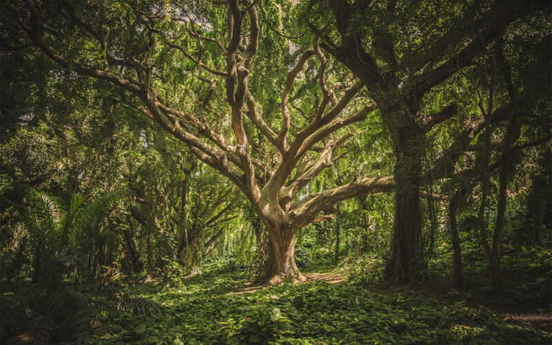 Le iniziative sostenibili nel mondo: Capsula Mundi per diventare alberi dopo la morte