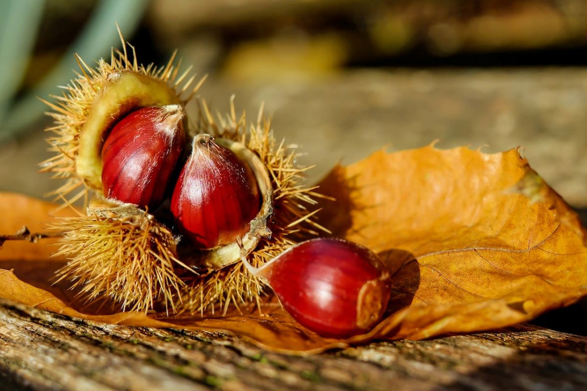 Castagne Sud Italia