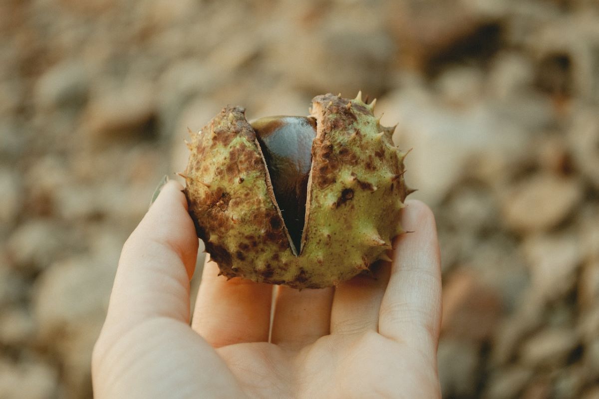 Castagne in Veneto